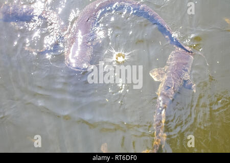 Catfish vicino alla superficie dell'acqua, pesce gatto pesci di fondo scavenger. Foto Stock