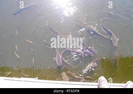 Catfish vicino alla superficie dell'acqua, pesce gatto pesci di fondo scavenger. Foto Stock