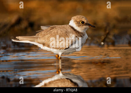 Wader bellissimo uccello bere sull'acqua con un bel colore arancione Foto Stock