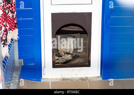 Piccolo cucciolo mangia nel suo rifugio casa, animal shelter, cane di salvataggio, di volontariato Foto Stock