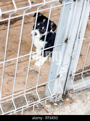 Cucciolo di Pigoli fuori della gabbia casa rifugio, animal shelter, cane di salvataggio, di volontariato Foto Stock