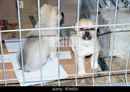 Due Cuccioli beige dietro il recinto in shelter, animal shelter, cane di salvataggio, di volontariato Foto Stock