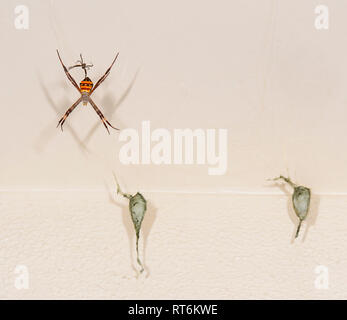 Femmina St Andrew's Cross Spider (Argiope keyserlingi) con il maschio sopra e due sacche di uova, Cairns, estremo Nord Queensland, QLD, FNQ, Australia Foto Stock