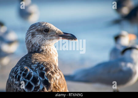 Un marrone piro-piro in Anna Maria Island, Florida Foto Stock