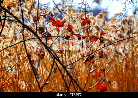 Letto Reed poster di sfondo Foto Stock