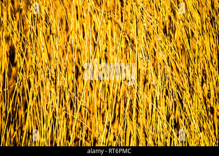 Letto Reed poster di sfondo Foto Stock