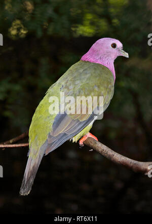 Testa rosa colomba di frutta (ptilinopus porphyreus) Foto Stock