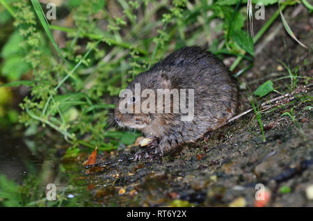 acqua vola arvicola anfibio Foto Stock