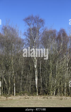 Argento alti alberi di betulla su Ashdown Forest Foto Stock