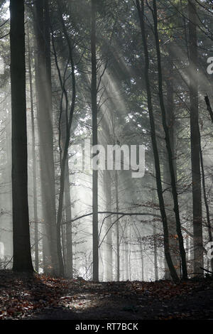 Lautenbach, Germania. 25 Dic, 2018. I raggi di luce rompere attraverso un pezzo di bosco sopra Lautenbach nel Renchtal valley. Credito: Alexandra Schuler/dpa/Alamy Live News Foto Stock