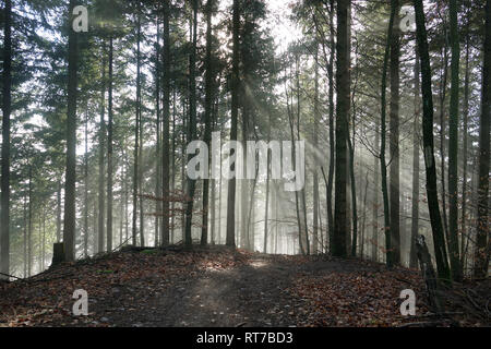 Lautenbach, Germania. 25 Dic, 2018. I raggi di luce rompere attraverso un pezzo di bosco sopra Lautenbach nel Renchtal valley. Credito: Alexandra Schuler/dpa/Alamy Live News Foto Stock