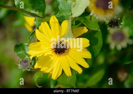 Una ripresa macro di un California Brittlebush, noto anche come una bussola di semi di girasole. Prese a San Joaquin Wildlife Sanctuary a Irvine, California. Foto Stock