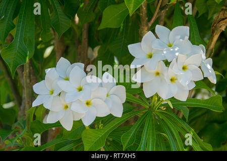 Cluster di bella bianco fiori profumati e di colore verde brillante delle foglie di Plumeria pudica 'amore eterno", evergreen frangipani Foto Stock