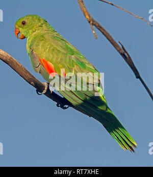 I capretti australiano della Red-winged parrot, Aprosmictus erythropterus, nel selvaggio, appollaiato sul ramo di albero con bill aperta contro il cielo blu Foto Stock