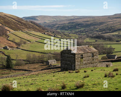 Swaledale nel Yorkshire Dales National Park le sue parti superiori sono particolarmente evidenti a causa della sua grande vecchio campo di calcare fienili , i muri in pietra Foto Stock