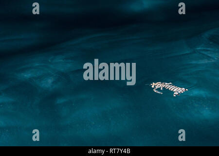 Mare Squiilla cicala piccole aragoste sulla superficie del mare di notte Foto Stock