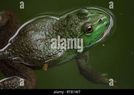 Rana nuota in acqua in un stagno Foto Stock