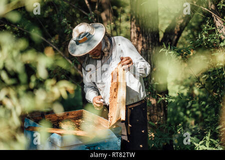 Russland, apicoltore frame di controllo con le api da miele Foto Stock