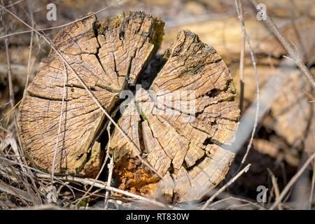 Vecchia e decadente di interfaccia di un albero abbattuto come sfondo Foto Stock