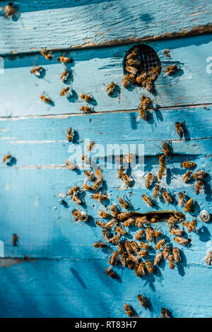 Alveare e miele api Foto Stock