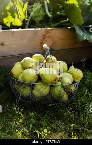 Raccolte le pere Williams in un cesto in filo Foto Stock