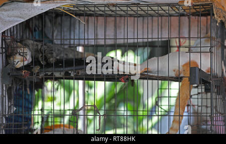 Cat bloccato in una gabbia Foto Stock