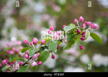 Pink apple blossom sul punto di scoppiare in bloom su un ramo di albero con lo sfondo in soft focus Foto Stock