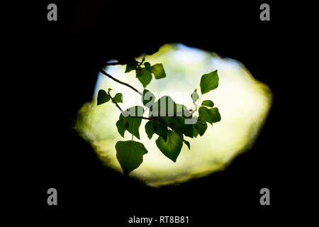 Foglie d'edera, Hedera helix, cresce in boschi nella nuova foresta osservata attraverso un foro nel ramo di un albero. I bordi della foto sono state estese Foto Stock