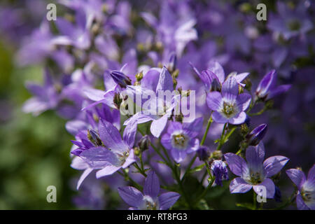 Boccola con piccoli fiori viola su di esso in un giardino inglese in estate Foto Stock