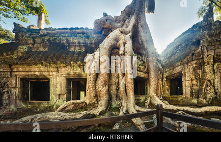 Ta Prohm tempio di Angkor, Siem Reap, Cambogia. Panorama Foto Stock