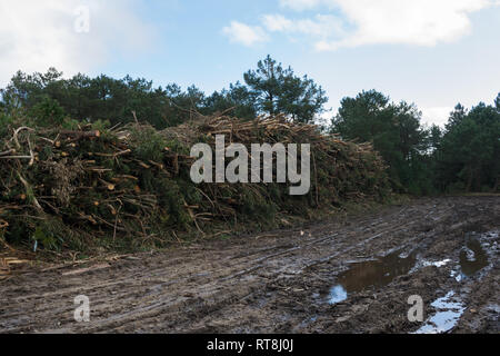 Mazzetto di rami e tronchi di alberi impilati su una strada fangosa nella foresta Foto Stock