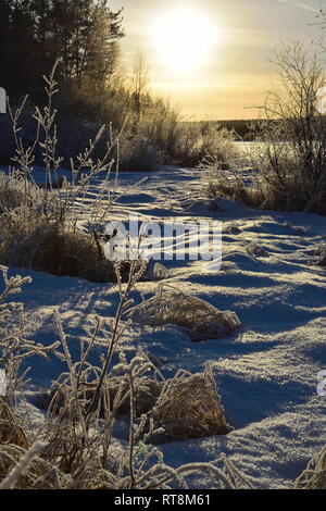 Frost cristalli sono la copertura di alberi e arbusti, illuminato dal basso sole invernale in un freddo giorno nel nord della Svezia. Foto Stock