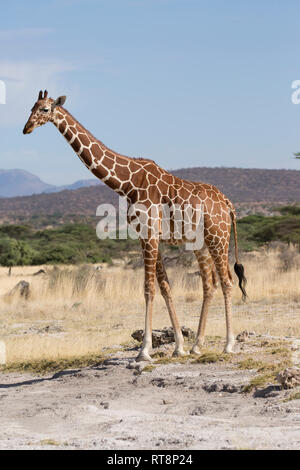 Materiale reticolato o una giraffa somala, Giraffa camelopardalis reticulata, in semi-aride praterie, Bufalo Springs riserva nazionale, Kenya Foto Stock