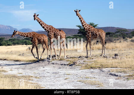 Tre o reticolato giraffa somala, Giraffa camelopardalis reticulata, in semi-aride praterie, Bufalo Springs riserva nazionale, Kenya Foto Stock