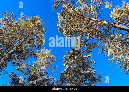 Coperte di neve pini si profila nel blu cielo d'inverno. Foto Stock