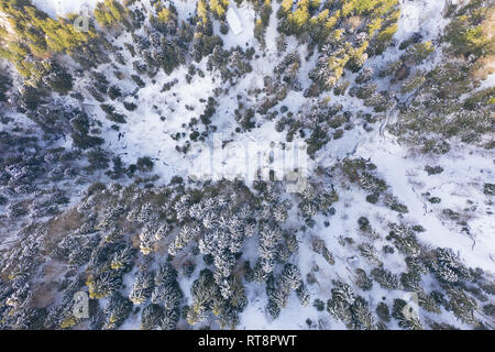 Vista aerea dell'inverno coperto di neve la foresta di pini e di valle. Antenna fuco vista di un paesaggio invernale. Coperta di neve foresta. Foto Stock