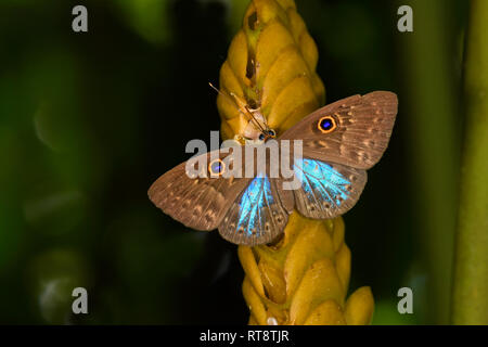 Blu-winged Eurybia Butterfly (Eurybia lycisca) appoggiata sul fiore, Panama, Oxtober Foto Stock