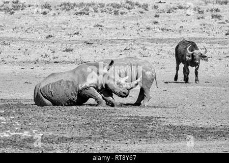Una coppia di rinoceronte bianco da un foro di irrigazione nel sud della savana africana Foto Stock