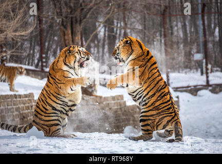 Due le tigri siberiane sono in lotta tra di loro in una radura nevoso. Cina. Harbin. Mudanjiang provincia. Hengdaohezi park. Parco della Tigre Siberiana. L'inverno. Foto Stock