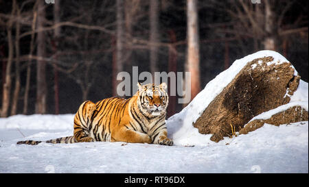 Tigre Siberiana sorge in una radura nevoso. Cina. Harbin. Mudanjiang provincia. Hengdaohezi park. Parco della Tigre Siberiana. L'inverno. Hard frost. Foto Stock