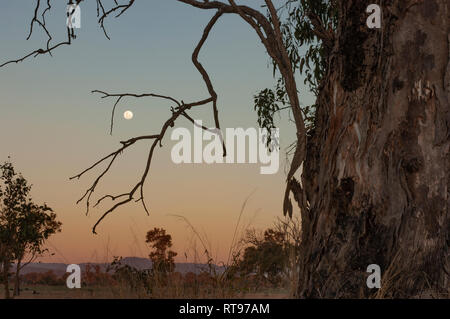 La luna sorge come i colori dal tramonto riempiono il cielo, Beaudesert, Queensland, Australia Foto Stock