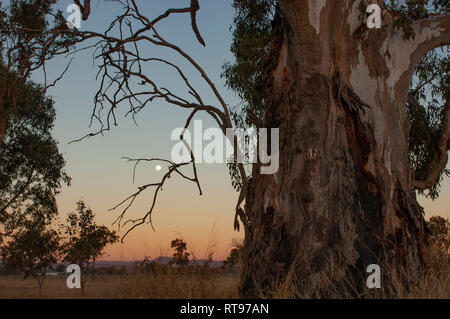 La luna sorge come i colori dal tramonto riempiono il cielo, Beaudesert, Queensland, Australia Foto Stock