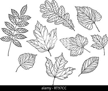 Set di foglie. Natura, fogliame sketch. Decorativo illustrazione vettoriale Illustrazione Vettoriale