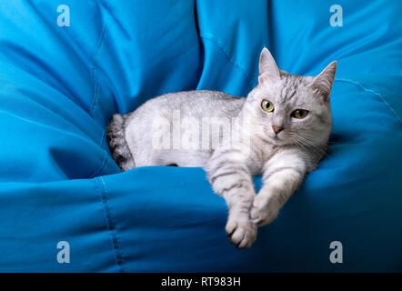 Un striato grigio cat è sdraiato su un cuscino blu Foto Stock