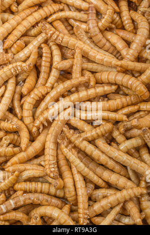 Liofilizzato Mealworms, Tenebrio molitor. Metafora di mangiare i bug, mangiando insetti, entomofagia, insetti commestibili, bizzarro alimenti.insetti commestibili, può di worms. Foto Stock