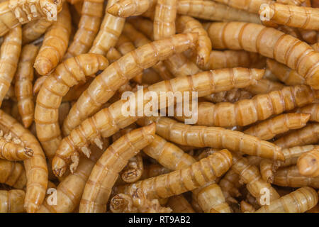 Prodotti commestibili liofilizzato Mealworms / Tenebrio molitor. Metafora di mangiare i bug, mangiando insetti, entomofagia, insetti commestibili, bizzarro alimenti, insetti commestibili. Foto Stock