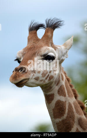 I capretti Giraffe Foto Stock