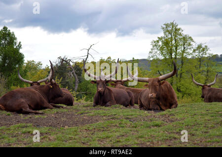 Bovini Ankole Foto Stock