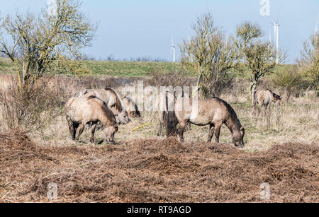 Dutch National Park Slikken van Heen con cavalli Konik passando nel paesaggio invernale Foto Stock