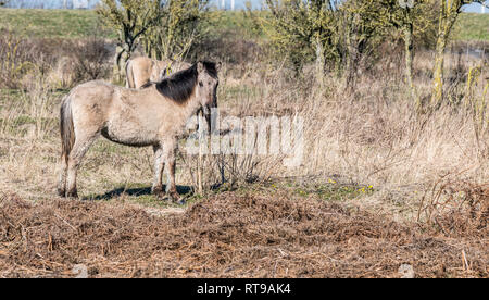 Dutch National Park Slikken van Heen con cavalli Konik passando nel paesaggio invernale Foto Stock